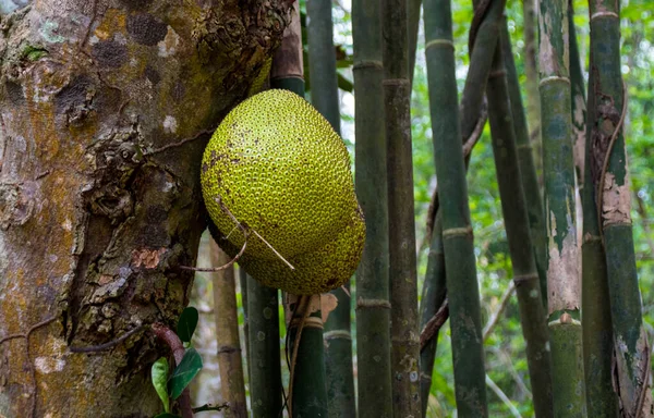 Vietnam 'da yeşil meyveler