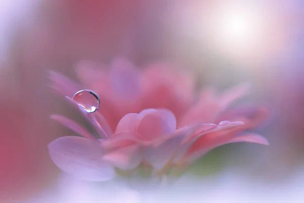 Krásné Makro Záběry Kouzelné Květiny Okraj Art Design Magic Light — Stock fotografie
