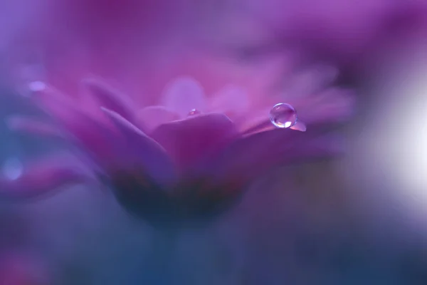 Beautiful Macro Shot Magic Flowers Border Art Design Magic Light — 스톡 사진