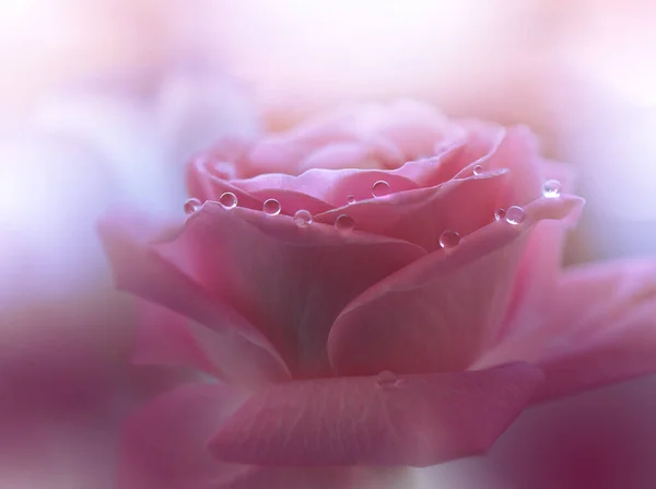 Beautiful Macro Photo Magic Pink Rose Flower Border Art Design — Stock Photo, Image