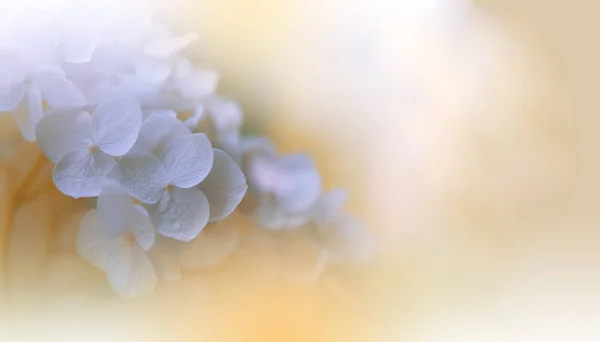 Beautiful Macro Photo Magic Flowers Border Art Design Extreme Close — Stockfoto