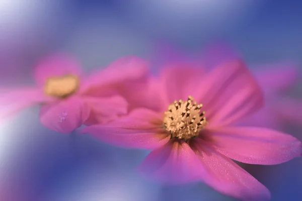 Beautiful Macro Photo Pink Flowers Border Art Design Magic Light — Stock Photo, Image
