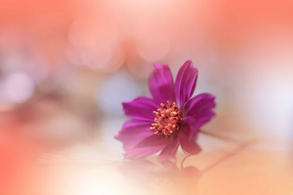 Beautiful Macro Photo Pink Flowers Art Design Magic Light Extreme — Stock Fotó