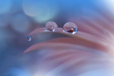 Güzel Makro Fotoğraf. Renkli Çiçekler. Sınır Sanat Tasarımı. Sihirli Işık. Fotoğraf: Kavramsal Soyut Resim. Pembe ve Mavi Arkaplan. Fantezi Sanat. Yaratıcı Duvar Kağıdı.