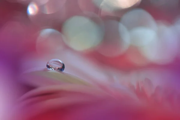 Gyönyörű Makró Kép Színes Virágok Határ Art Design Magic Light — Stock Fotó