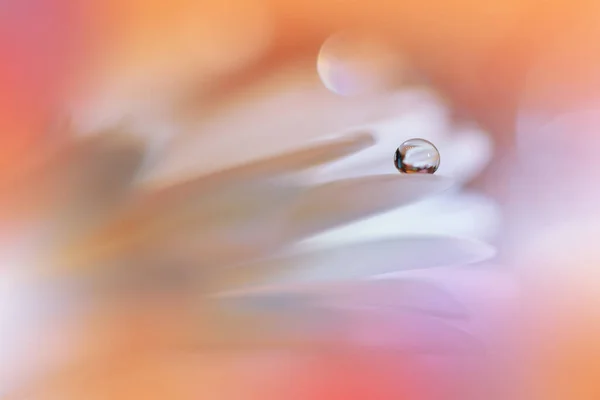 Gyönyörű Makro Photo Dream Virágok Határ Art Design Magic Light — Stock Fotó