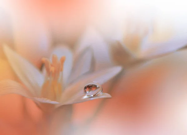 Güzel Makro Fotoğraf Renkli Çiçekler Sanat Tasarımı Sihirli Işık Fotografı — Stok fotoğraf