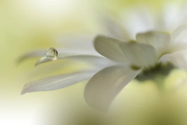 Prachtige Macro Photo Kleurrijke Bloemen Art Design Magic Light Close — Stockfoto