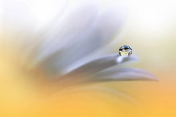 Beautiful Macro Photo Dream White Flowers Border Art Design Magic — 스톡 사진