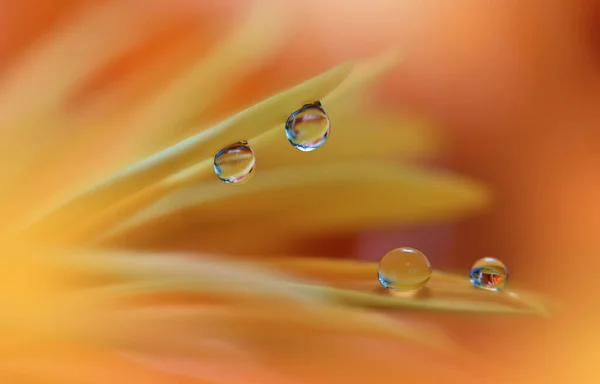 Beautiful Macro Photo.Dream Flowers.Art Design.Magic Light.Close up Photography.Conceptual Abstract Image.Yellow and Orange Background.Fantasy Floral Art.Creative Wallpaper.Beautiful Nature Background.Amazing Spring Flower.Water Drop.Copy Space.