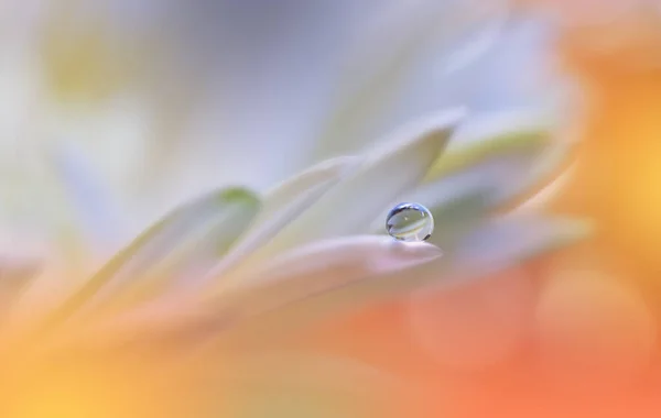 Beautiful Macro Photo.Dream Flowers.Art Design.Magic Light.Close up Photography.Conceptual Abstract Image.Yellow and Orange Background.Fantasy Floral Art.Creative Wallpaper.Beautiful Nature Background.Amazing Spring Flower.Water Drop.Copy Space.