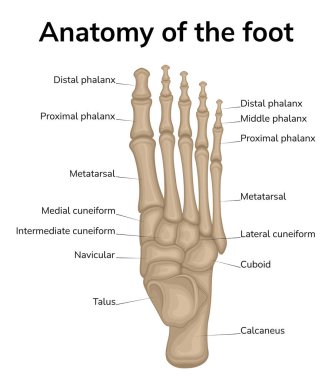 Ayak anatomisi çizimi. Ayak kemiklerinin üst görüntüsü gösterilir.