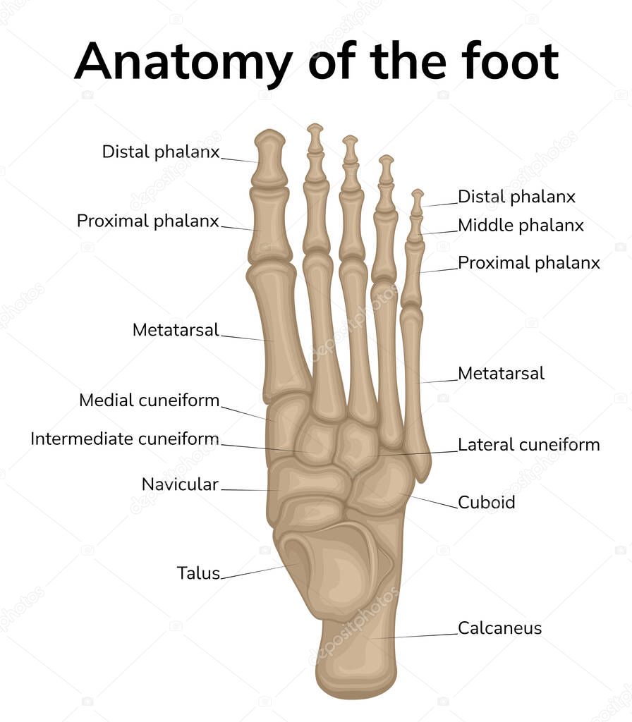 Foot anatomy illustration. Shown is a top view of the bones of the foot