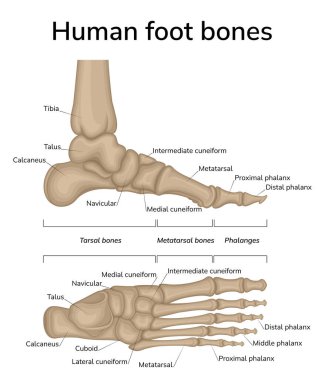 Ayak anatomisi çizimi. Ayak kemiklerinin orta ve sırt görüntüsü gösterilir