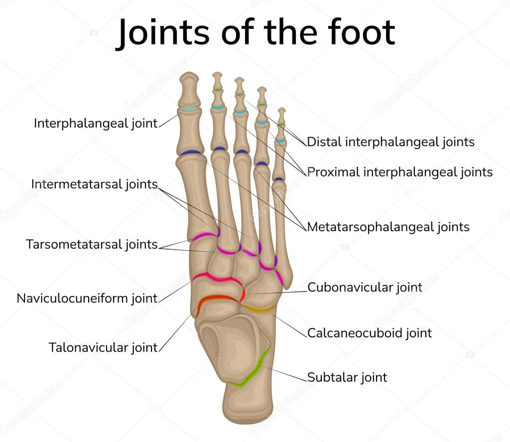 Illustration of the joints of the foot. The bones of the foot are depicted and the joints between them are schematically shown.