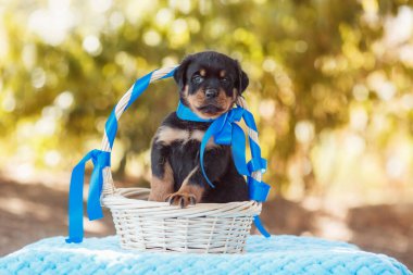 Bir köpek yavrusu portresi Rottweiler.