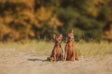 Bir köpeğin portresi Minyatür Pinscher