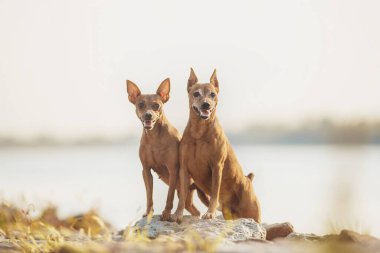 Bir köpeğin portresi Minyatür Pinscher
