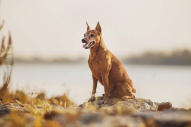 Bir köpeğin portresi Minyatür Pinscher