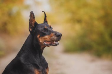Bir köpek portresi Dobermann