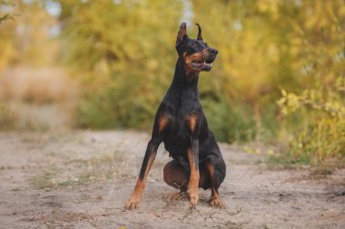 Bir köpek portresi Dobermann