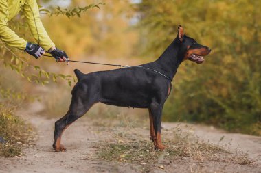 Bir köpek portresi Dobermann