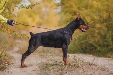 Bir köpek portresi Dobermann