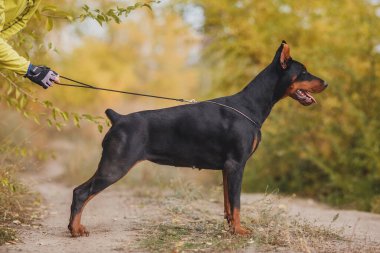 Bir köpek portresi Dobermann