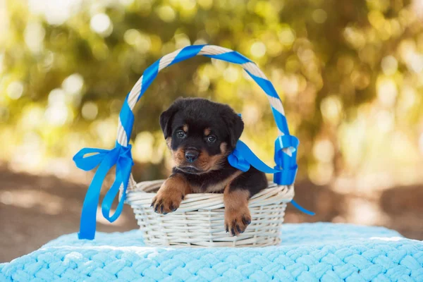 Portret Szczeniaka Rottweilera — Zdjęcie stockowe