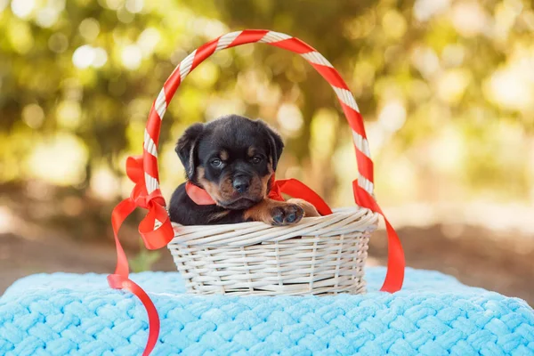 Portret Szczeniaka Rottweilera — Zdjęcie stockowe