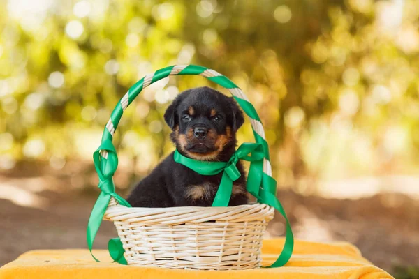 Portret Szczeniaka Rottweilera — Zdjęcie stockowe