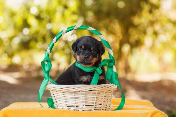 Portret Szczeniaka Rottweilera — Zdjęcie stockowe