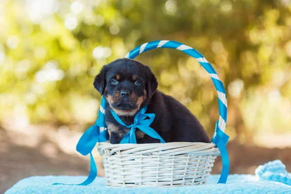 Portret Szczeniaka Rottweilera — Zdjęcie stockowe