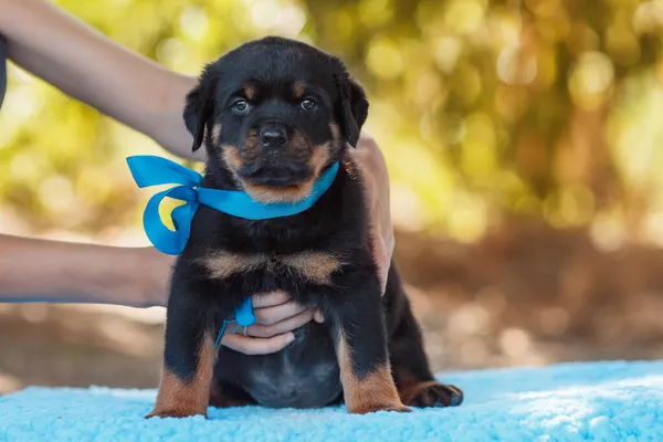 Portret Szczeniaka Rottweilera — Zdjęcie stockowe