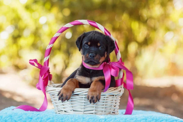 Portret Szczeniaka Rottweilera — Zdjęcie stockowe