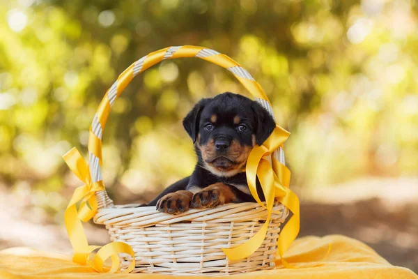 Portret Szczeniaka Rottweilera — Zdjęcie stockowe