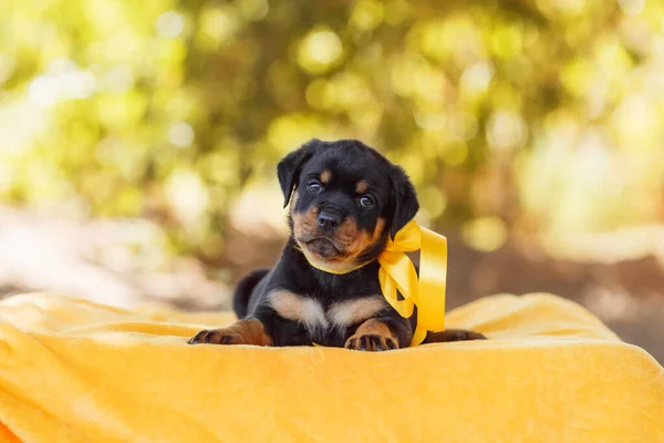 Portret Szczeniaka Rottweilera — Zdjęcie stockowe