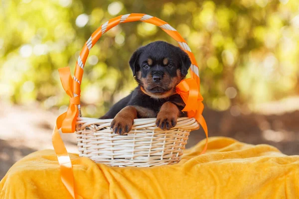 Portret Szczeniaka Rottweilera — Zdjęcie stockowe