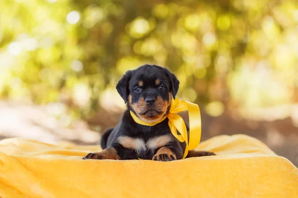 Portret Szczeniaka Rottweilera — Zdjęcie stockowe