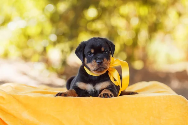 Portret Van Een Hond Pup Rottweiler — Stockfoto