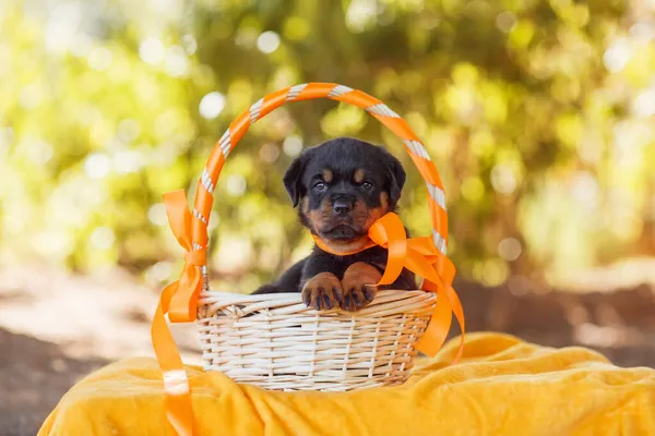 Portret Szczeniaka Rottweilera — Zdjęcie stockowe