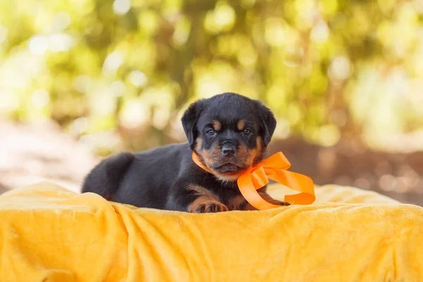 Portret Szczeniaka Rottweilera — Zdjęcie stockowe