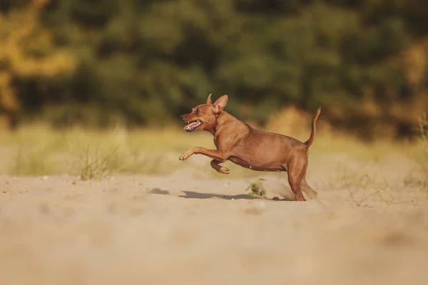 Portrait Dog Miniature Pinscher — Stock Photo, Image