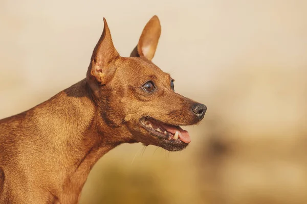 Портрет Собаки Миниатюрный Пинчер — стоковое фото