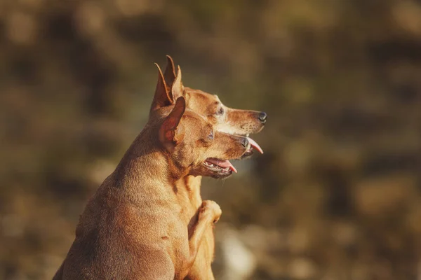 Портрет Собаки Миниатюрный Пинчер — стоковое фото