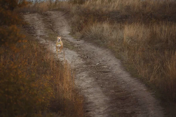 Retrato Perro American Staffordshire Terrier — Foto de Stock