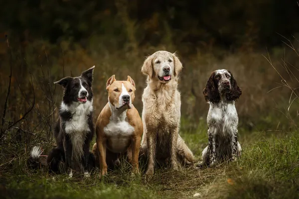 portrait of a  group of dogs