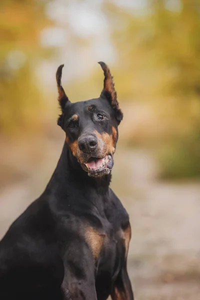 Portrait Dog Dobermann — Stock Photo, Image