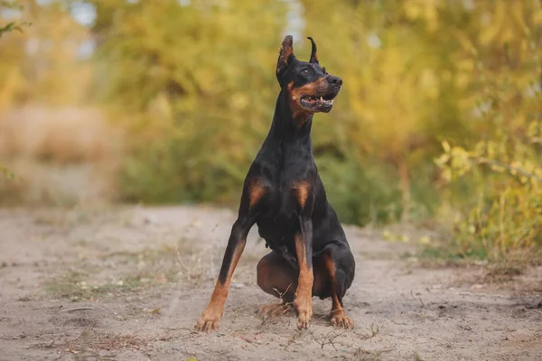 Porträtt Hund Dobermann — Stockfoto