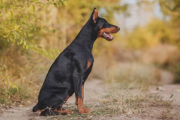 Portret Van Een Hond Dobermann — Stockfoto